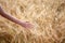 agricultural crop plant rye, rye field at sunset in sunlight, grain harvest, grain crop, female hand holding ears