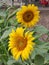 agricultural crop Sunflower in the daytime in close-up with mature seeds.