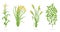 Agricultural crops. Rye, rice maize wheat and Soybean plant. Vector illustration. Secale cereale. Agriculture cultivated plant.