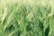 Agricultural crops - wheat, oat, rye, barley