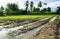 Agricultural cultivated rice fields