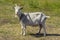 An agricultural dairy animal a white goat with horns abounds in the countryside. A goat with a collar grazing in a meadow eats