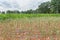 Agricultural damage drought in corn field