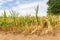 Agricultural damage drought in corn plants