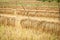 Agricultural detail view of rice field during harvest