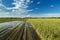 Agricultural disaster, fields of flooded crops