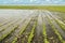 Agricultural disaster, flooded soybean.