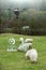 Agricultural drone watching a herd of sheep