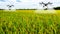 Agricultural drones to spray paddy fields in popular Thailand
