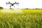 Agricultural drones to spray paddy fields in popular Thailand