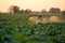 Agricultural drones are on the way to spray fertilizer in tobacco fields