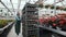 Agricultural Engineer Walks Through Industrial Greenhouse with shelving young plants. Agriculture or science industry.