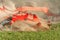 Agricultural equipment shreds the plowed land. A crawler tractor pulls a harrow to loosen the soil close up