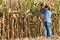 Agricultural expert inspecting quality of corn