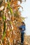 Agricultural expert inspecting quality of corn