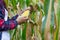 Agricultural expert inspecting quality of ripe corn