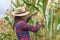 Agricultural expert inspecting quality of ripe corn