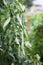 Agricultural failure, Curly leaves on tomato tree by a plethora of nitrogen