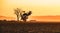 Agricultural farm Backlit at sunset