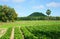 Agricultural farm, Pachyrhizus field, palm tree, moutain