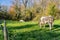 Agricultural farm surrounded by trees, two dairy cows with dark grayish white fur grazing quietly