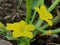 Agricultural farming in India yellow flowers