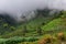 Agricultural farming in Java