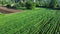 Agricultural field aerial view. Organic farming in countryside