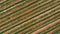 Agricultural field, apple farm aerial. Apple plantation