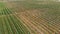 Agricultural field, apple farm aerial. Apple plantation