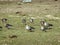 Agricultural field as place of stop-overs, geese make long stops in process of migration to replenish energy resources