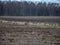 Agricultural field as a stop, geese for a long time stops in the migration process