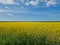 Agricultural field with blooming rapeseed seed, blue sky with some clouds