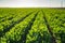 Agricultural Field of Celery Plants.