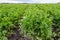 Agricultural field of celery plants. Harvest season