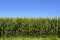 Agricultural field of corn plants, Zea Mays