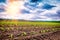 Agricultural field with corn sprouts