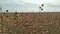 Agricultural field of flax