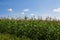 Agricultural field with fodder corn