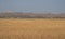 Agricultural Field in Foreground with Terry Badlands, Montana, in Background