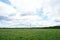 Agricultural field. Forest. Green field of young grass, flowers. Road. Blue sky with