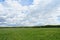 Agricultural field. Forest. Green field of young grass, flowers. Road. Blue sky with