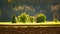 Agricultural field and forest landscape in Austria. Green trees on beginning of spring