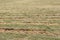 Agricultural field of freshly cut rye, crop used for silage