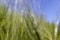 agricultural field with green cereals in summer