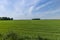 agricultural field with green cereals in summer