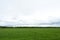 Agricultural field of green grass on the edge of the village. Forest in the distance. Sky, clouds low over
