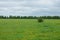 Agricultural field of green grass, flowers, plants. Deciduous forest in the distance. Cloudy sky. A lone Bush