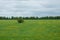 Agricultural field of green grass, flowers, plants. Deciduous forest in the distance. Cloudy sky. A lone Bush