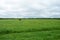 Agricultural field of green grass, flowers, plants. Deciduous forest in the distance. Cloudy sky. A lone Bush